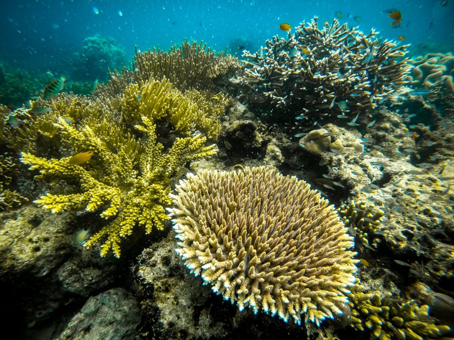 Snorkeling Coral Seram Island Ora Beach
