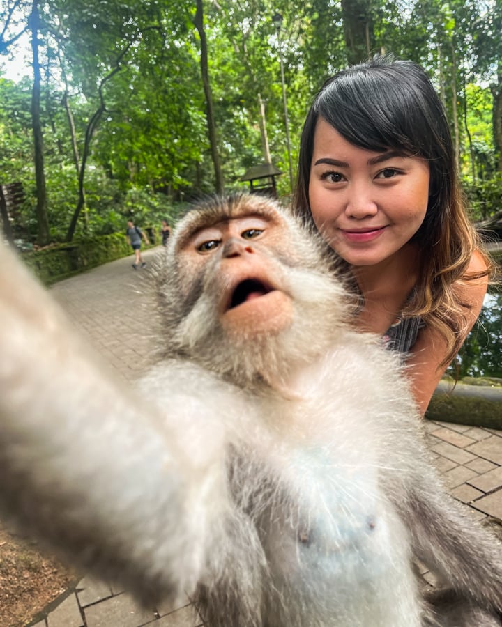 Monkey Selfie Funny