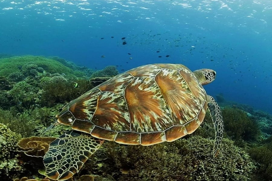 Turtle Snorkeling Sebayur
